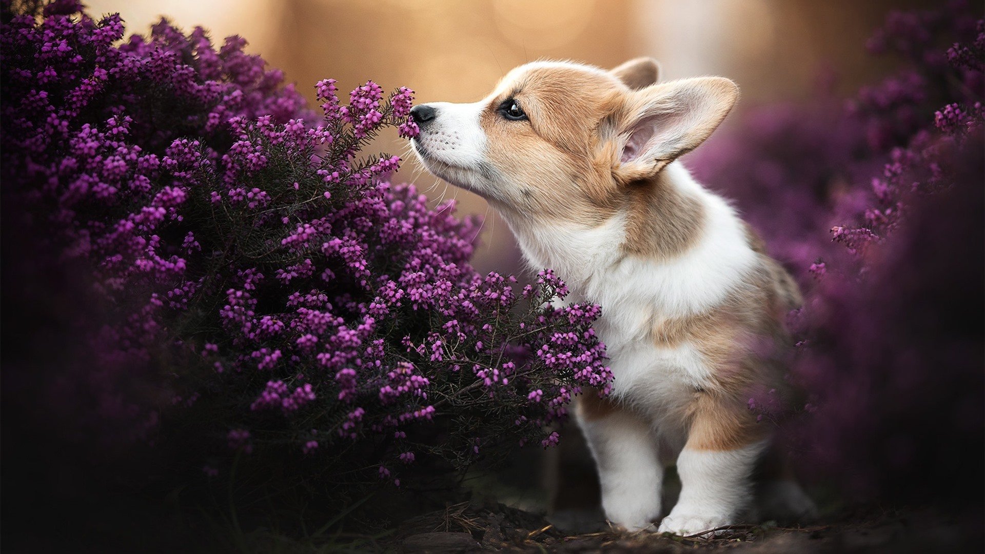 “青春逐梦”篮球文化主题演讲在北京激励百万青少年奋勇争先，篮球演讲稿三分钟