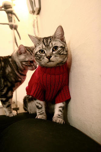 伊朗马术协会举办国际马术科技大会，推动行业技术交流与合作。