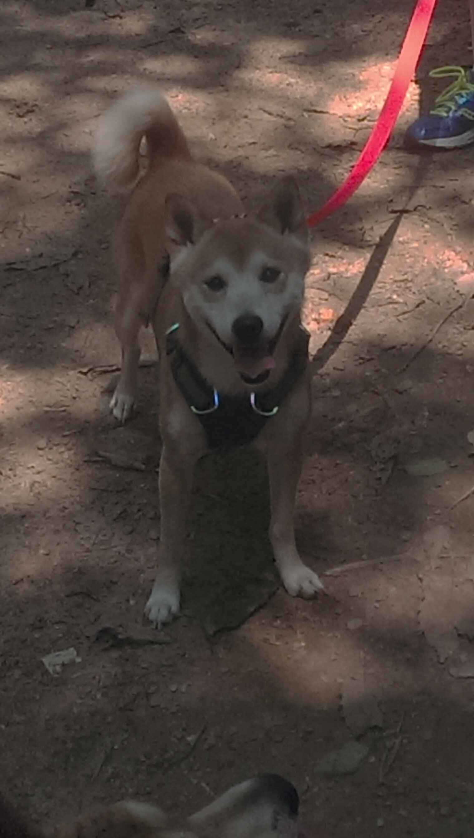 爱游戏在线登录入口-_夜光灯光武术表演：灯火辉煌中的运动盛典_，武馆灯光