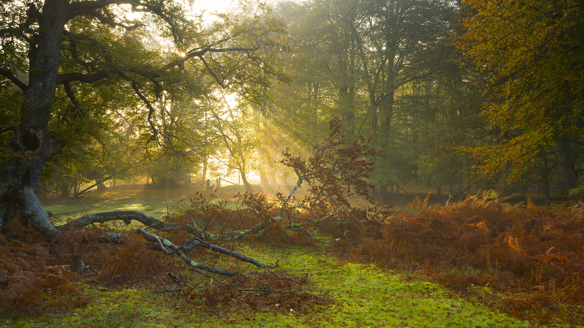 “裁判员培训体系全覆盖，赛事公平有效保障”，关于举办裁判员培训班的通知