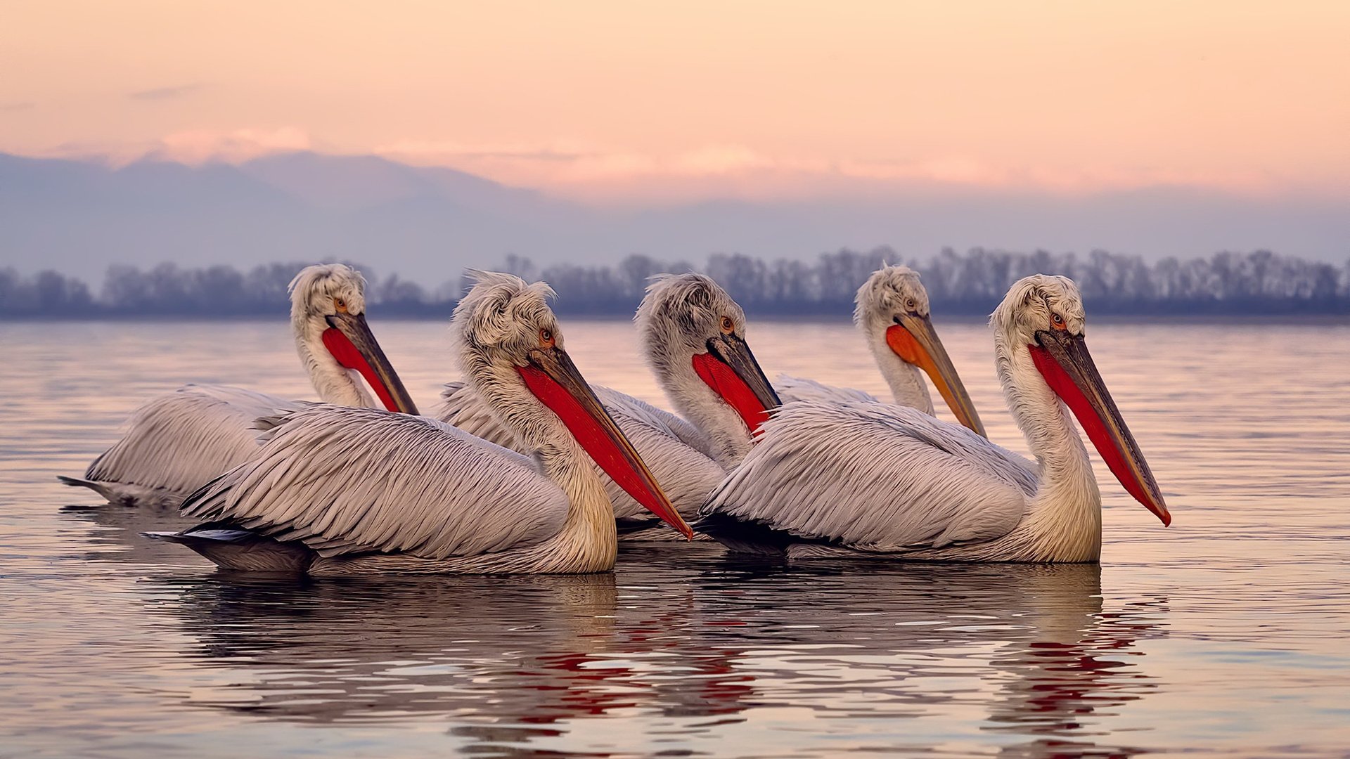 《王者荣耀超级杯，LPL豪强集结巅峰对决》，王者集结超级选拔