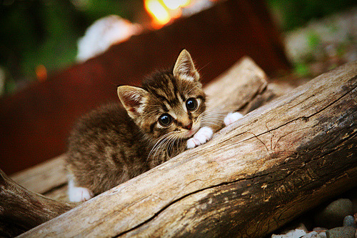 公牛与时尚杂志联名推出复古球员月历，公牛队联名