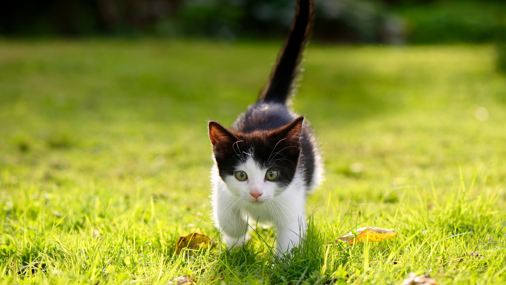 公牛与时尚杂志联名推出复古球员月历，公牛队联名